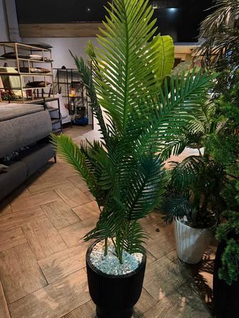 Декоративные растения