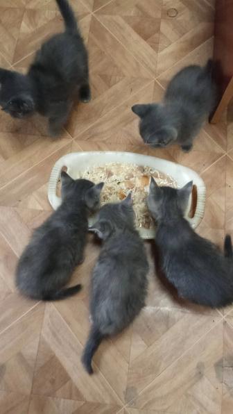 Отдам котят в хорошие руки