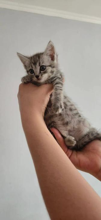 Котята Мальчик и девочка шатланцы