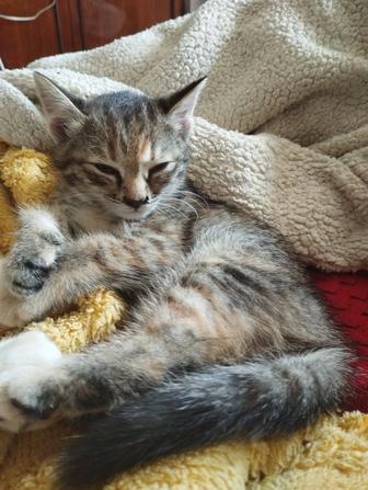 Отдам котенка