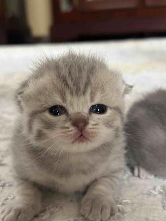 Продаем Шотландских вислоухих котят