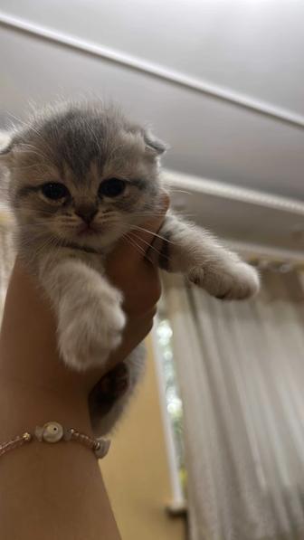 Продаем Шотландских вислоухих котят