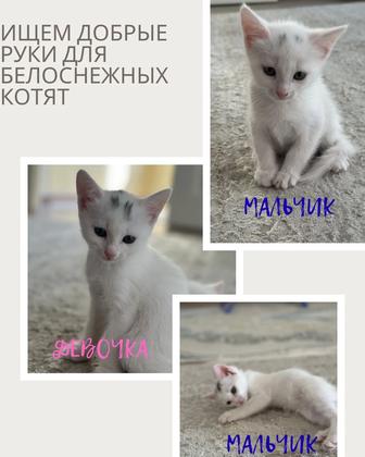 Котята ищут дом