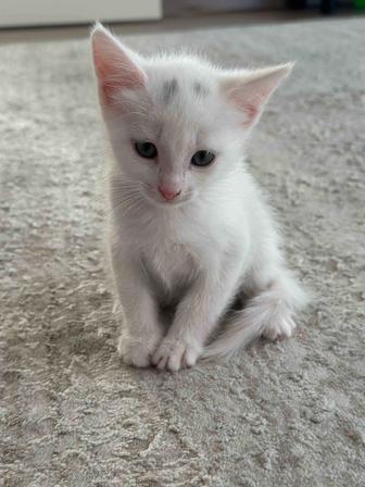 Котята ищут дом