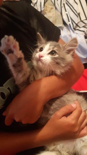 Котенок Том!