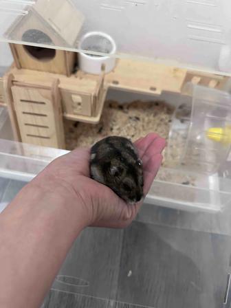 Клетка с хомяком