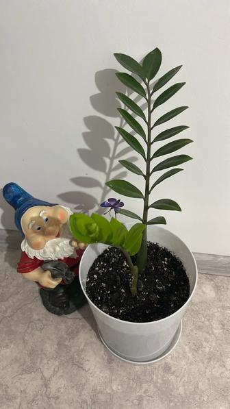 Продам замиокулькас