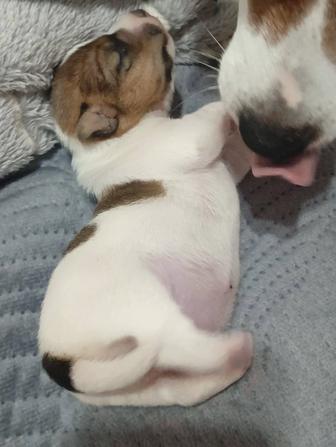 Щенок джек рассела от лучших родителей