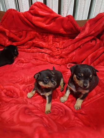 Продам щенков чисто кровные той же.