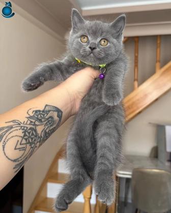 Британские котята