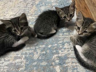 Отдам котят !