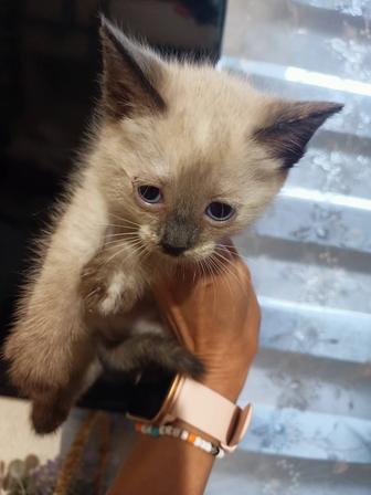 Продам кошечку