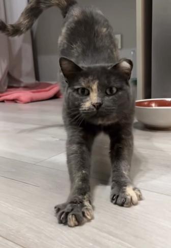 Ласковая кошка ищет свою семью