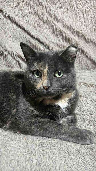 Ласковая кошка ищет свою семью