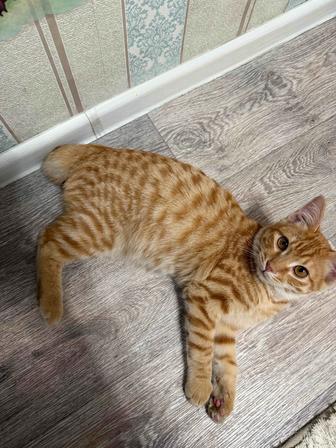 Отдам в добрые ручки