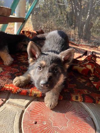 Щенки немецкой овчарки