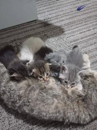 Вислоухие котята