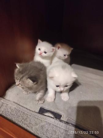 Котята Шотландские