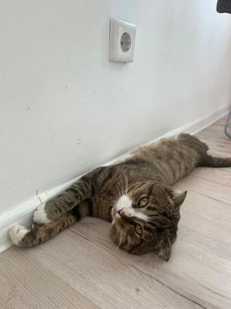 Отдам кота в хорошие руки