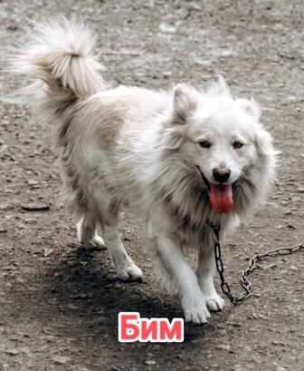 Собаки