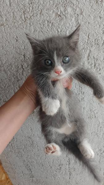 Отдам котенка