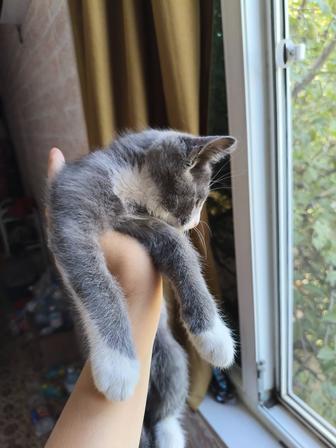 Отдам котенка