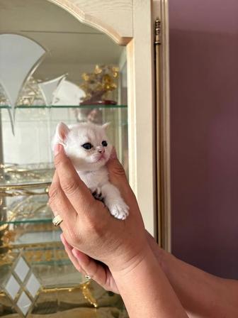 Британская шиншилла