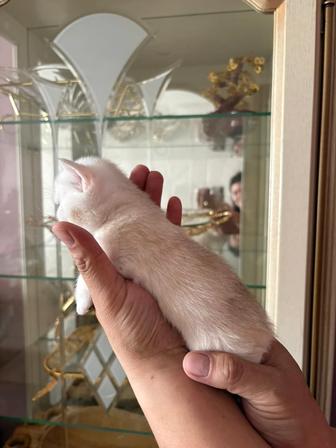 Британская шиншилла