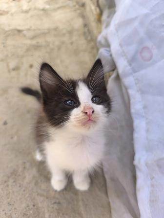 Отдам даром котят в добрые руки