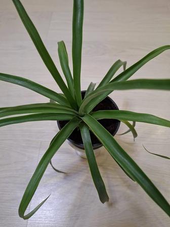 Цветок ананас