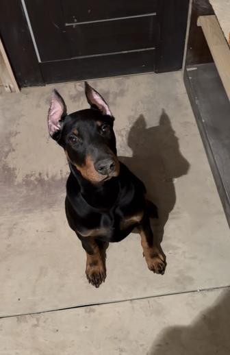 Продается щенок добермана, 4 месяца 
Кобель