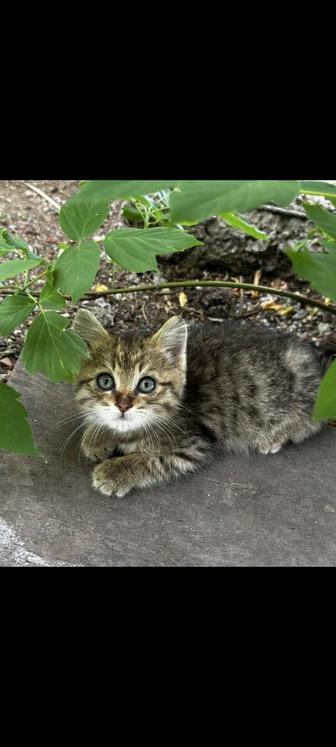 Маленький котенок