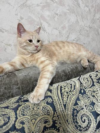 Отдам котенка в добрые руки!!!