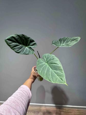 Продажа Алоказия регал шилдс