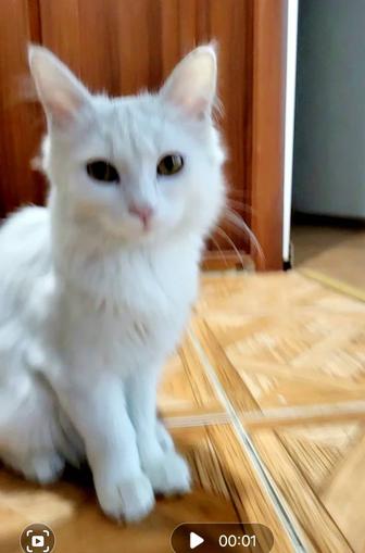 Котенок девочка