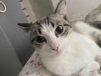 отдам даром кошку