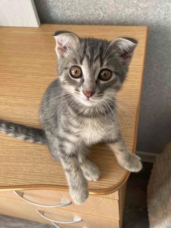 Котята. Помесь бенгальского и шотландского кота