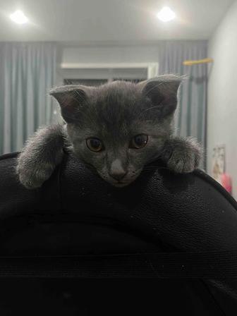Котята. Помесь бенгальского и шотландского кота