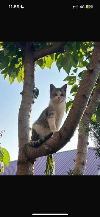 котенок бесплатно в хорошие руки