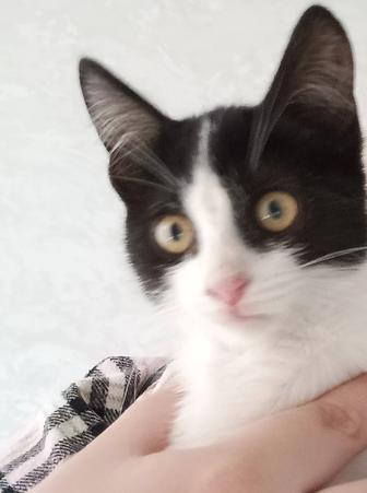 Котенок ищет дом