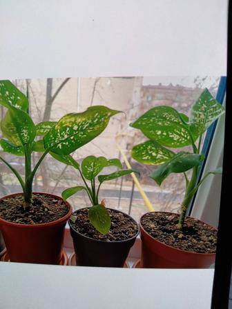 Комнатные растения