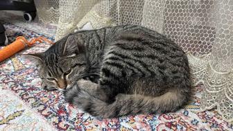 Кошечка в добрые руки