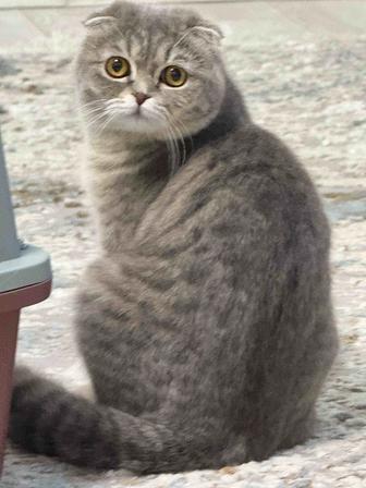 Отдам кошек в добрые руки