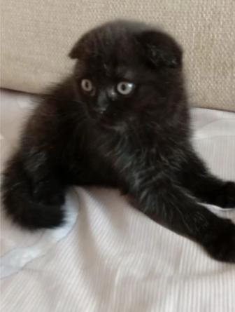 Отдам котенка скоро 2 месяца
