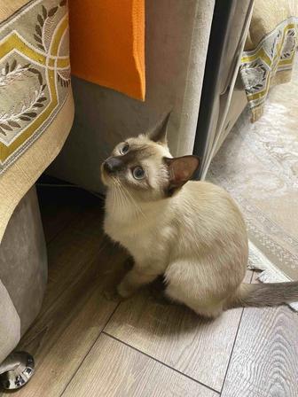 Сиамская кошка в добрые руки