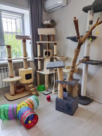 Зоогостиница Передержка кошек