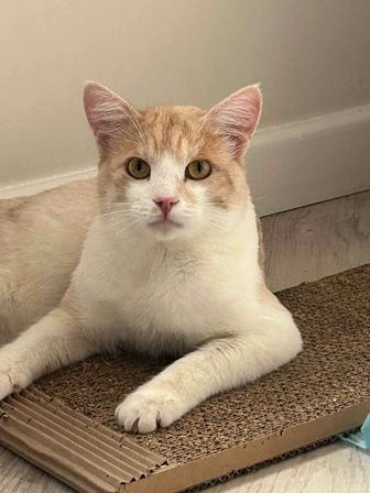 Кот котенок котик