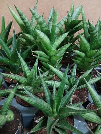 Сансевиерия микс Голландия