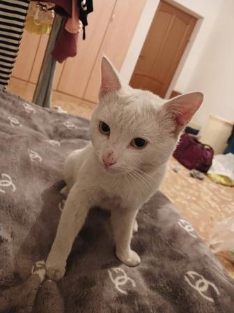 Потерялся кот (подросток)