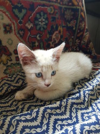Отдам котенка в добрые руки.